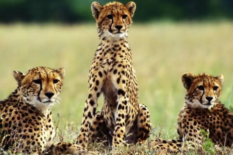 cheetah corridor rajasthan