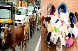 गाय सड़क पर क्यों घूम रही.. इंजीनियरिंग के छात्र करेंगे पढ़ाई, गौ-विज्ञान पर
होगी परीक्षा - image