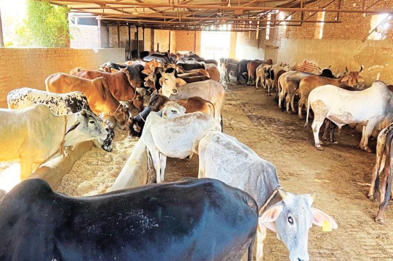 bikaner-first-cow-shed