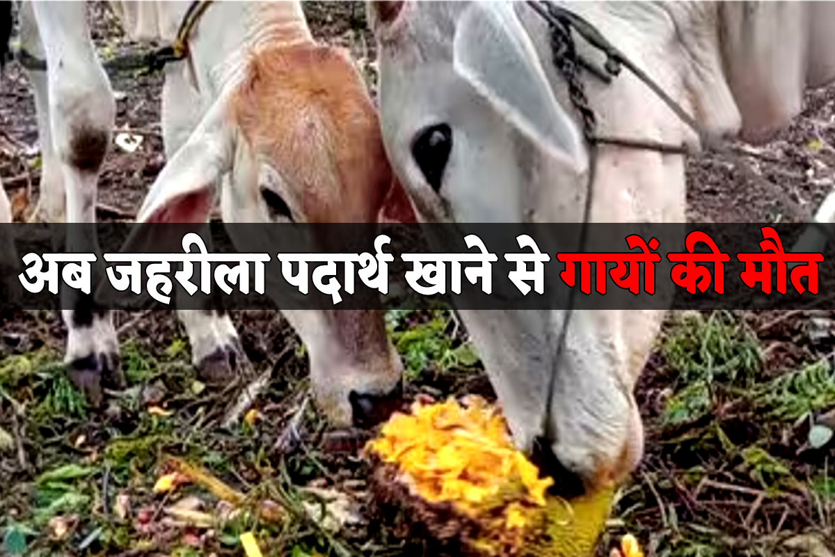 5 Cows Death