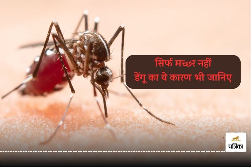 dengue fever causes