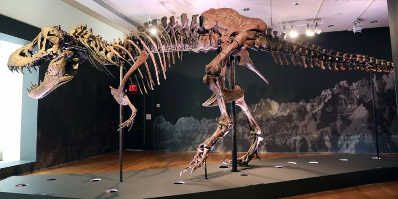 Dinosaur skeleton