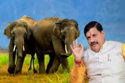 अब MP में बनेगा Elephant Corridor, जनहानि पर 25 लाख मुआवजे का प्रावधान, जानें CM
के फैसलों की खास बातें - image