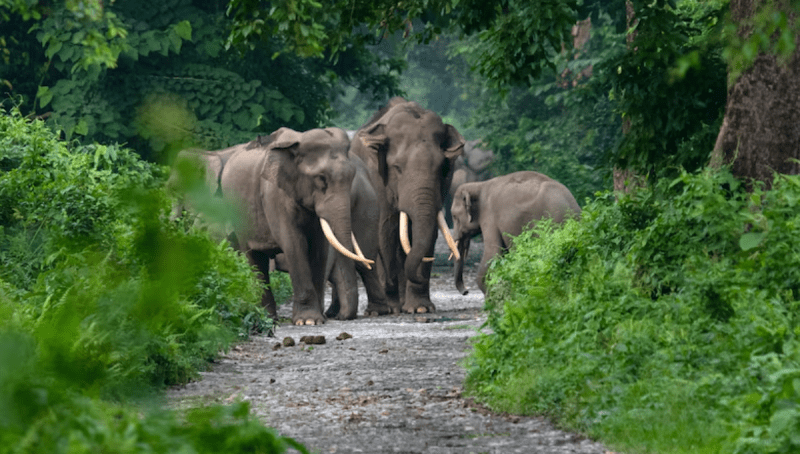 Bandhavgarh Tiger Reserve