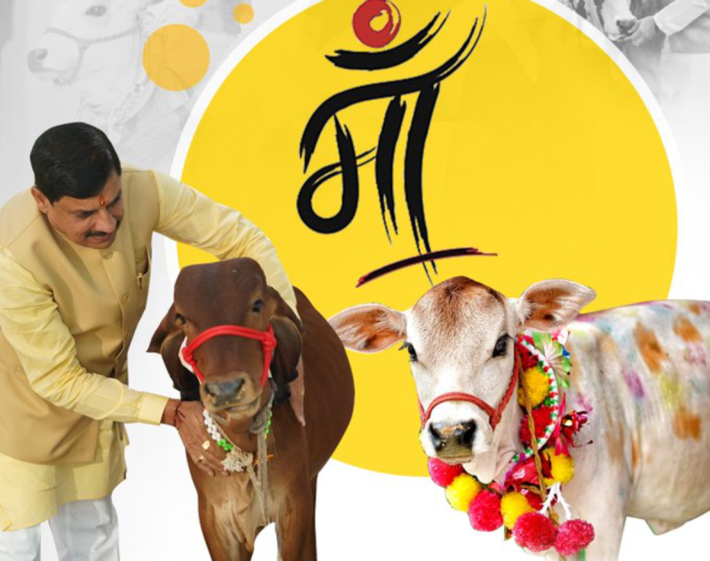 CM Mohan Yadav cow