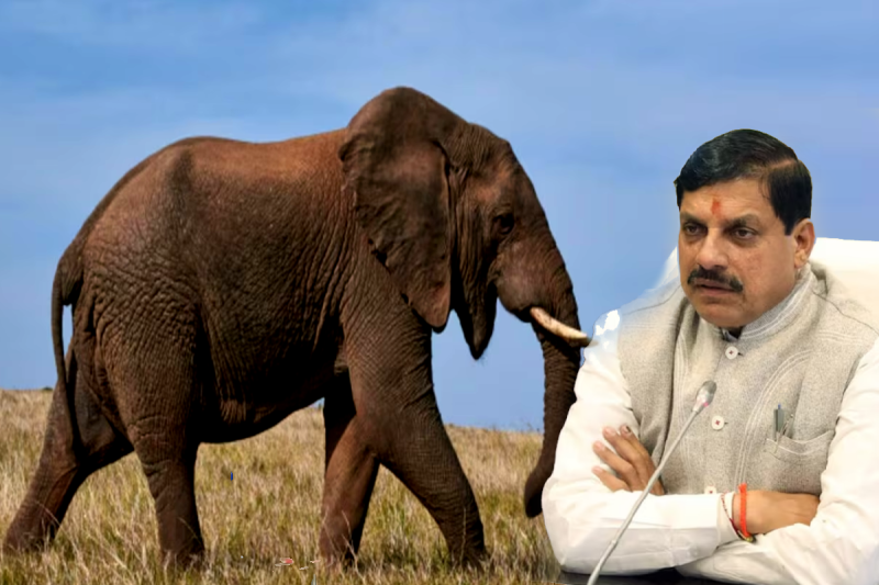 Umaria Elephant Attack