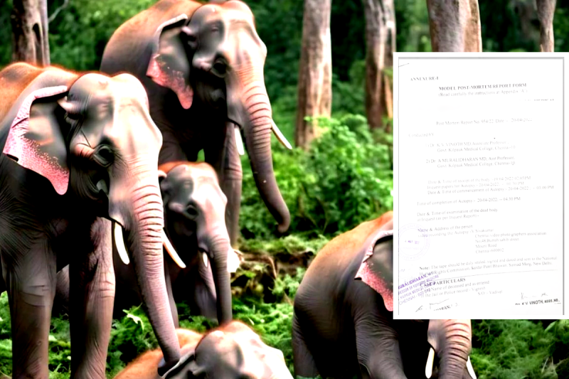 10 Elephants Death Case