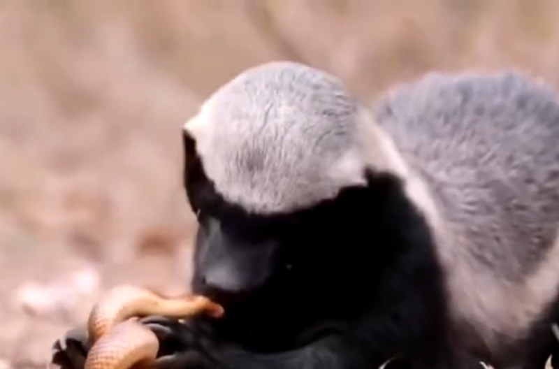Honey Badger Vs. Snake