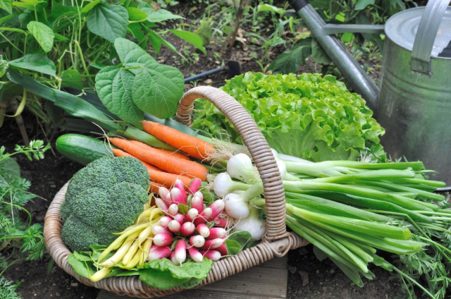 kitchen garden