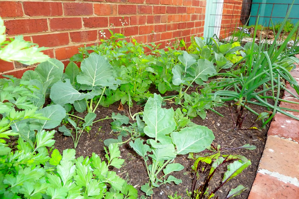 kitchen garden