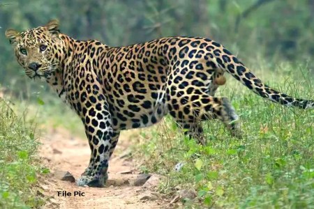 leopard attack in pali