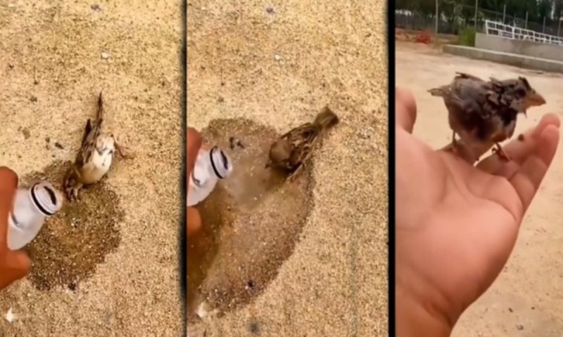 Man saves life of bird dying of thirst