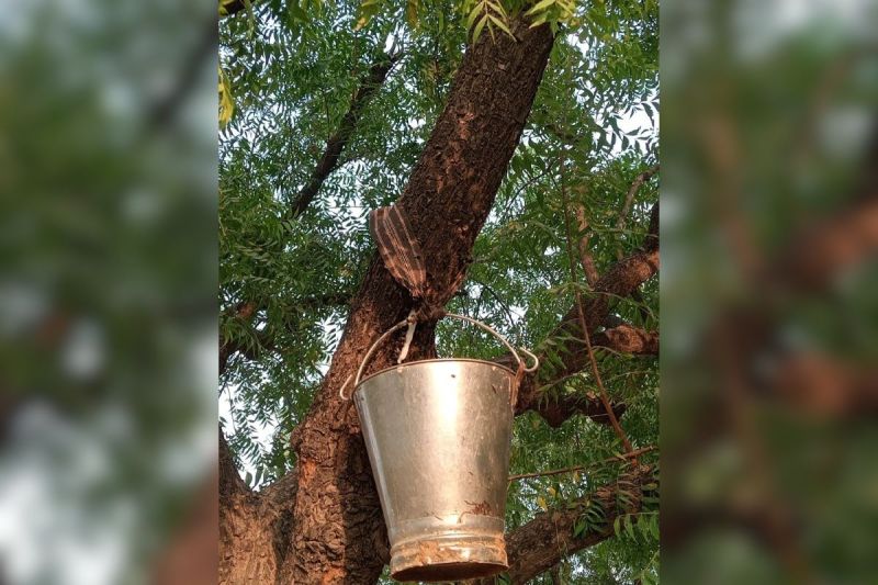 neem tree water