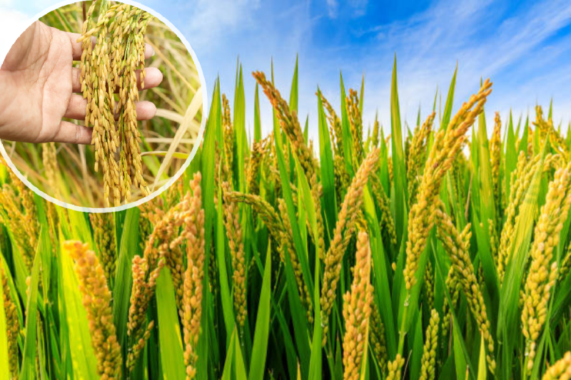 Paddy farmers in MP have the option to register until November 6th