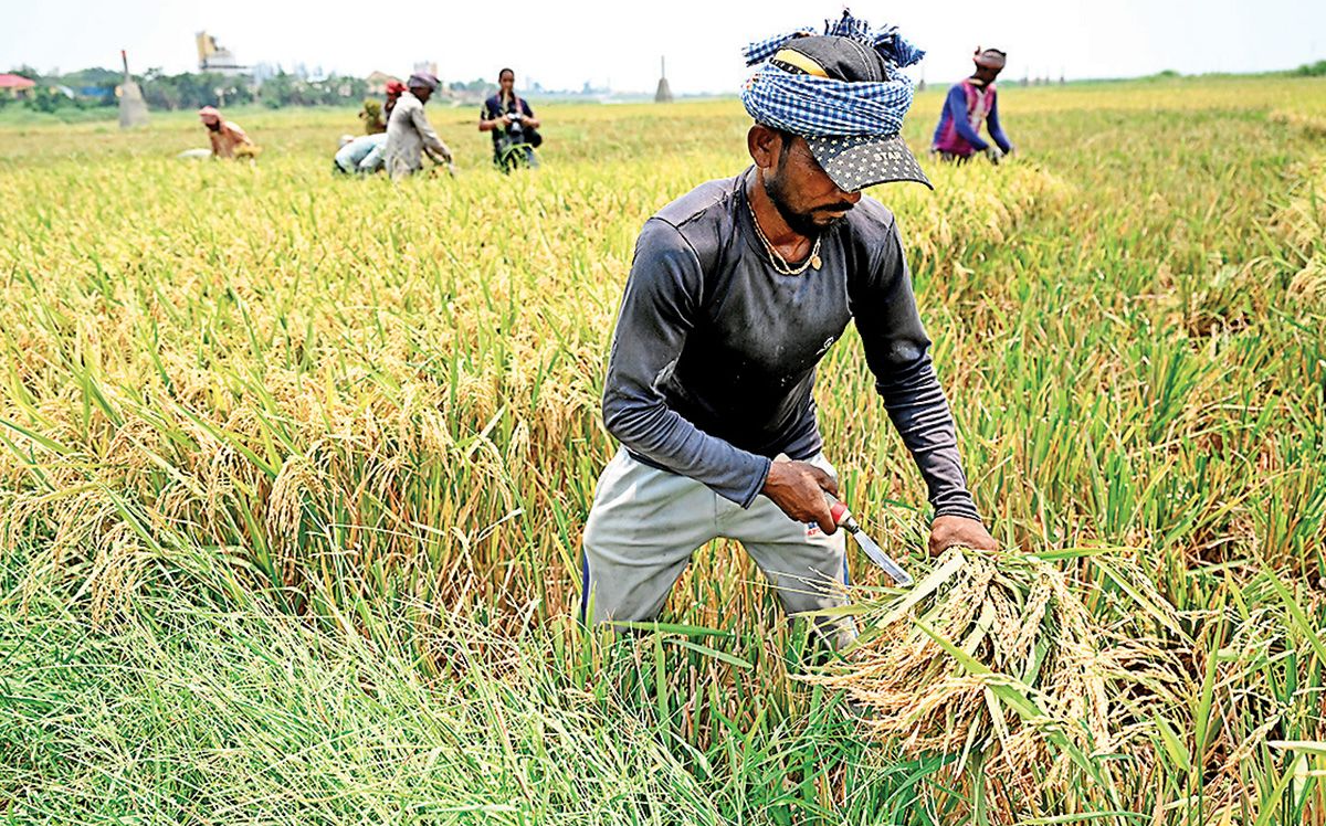 एमपी में धान के भाव पर बवाल, दूसरे राज्यों में 4500 रुपए बिक रहा पर यहां मिल रही
आधी कीमत