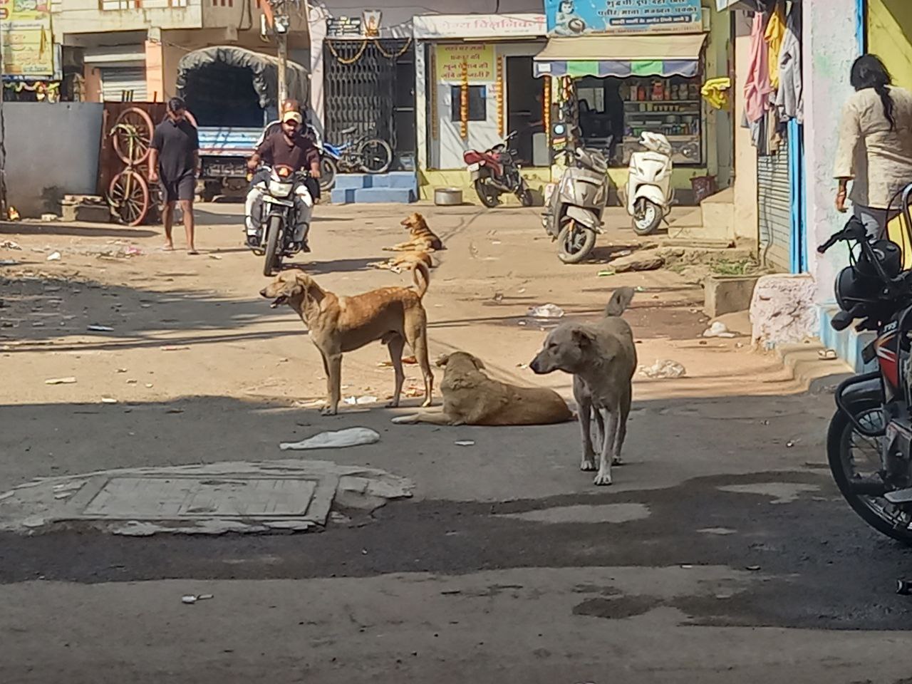 वाहन देखते ही लपकते हैं श्वान, इनसे हादसे, कई हो चुके हैं घायल