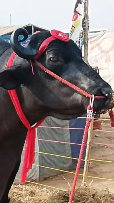 Short video poster image