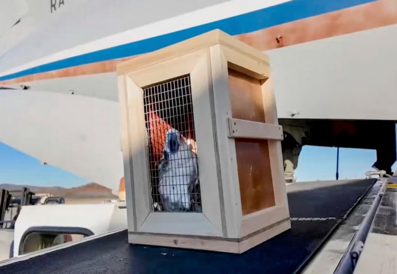 Russia sends lion-bears to North Korea