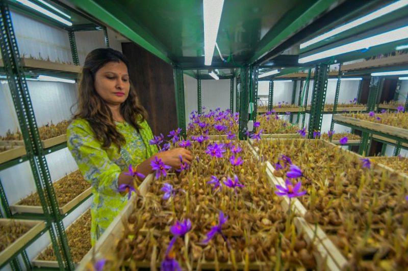Meenakshi Sharma with saffron cultivation in the room of her house
