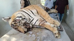 Tiger News : राजस्थान से बड़ी खबर, टाइगर की बारूद से हमला कर की गई हत्या, अब आया
ये अपडेट.. - image