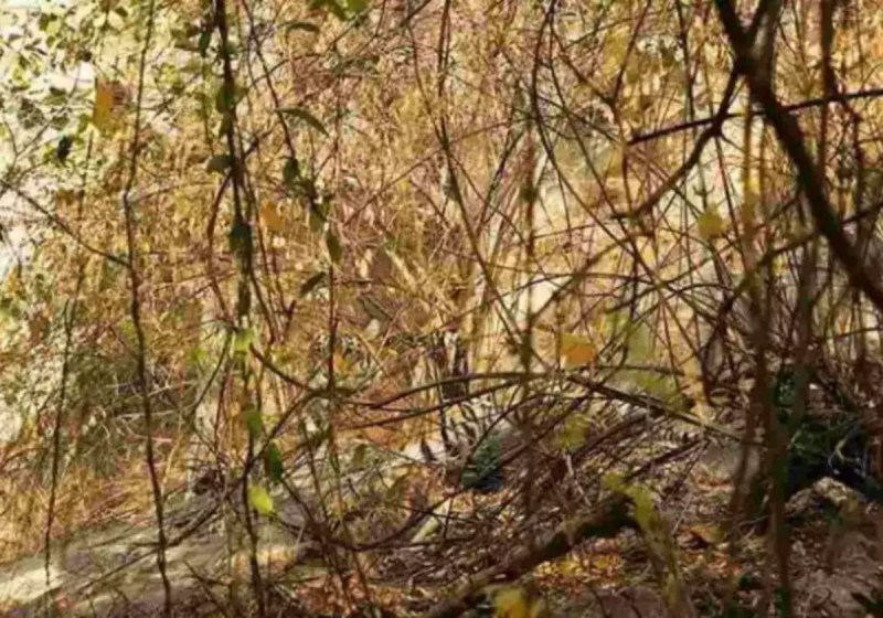 Can you find hidden tiger in above image?