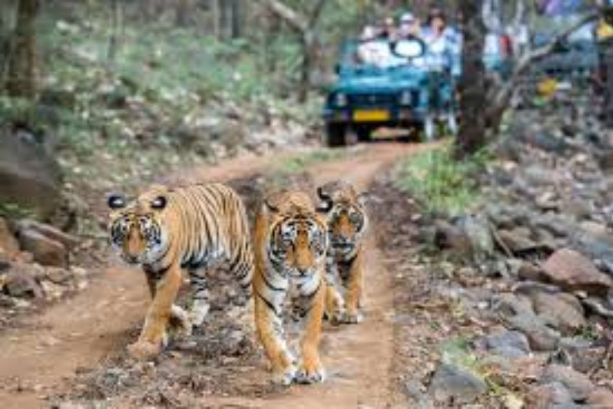 Nahargarh Biological Park