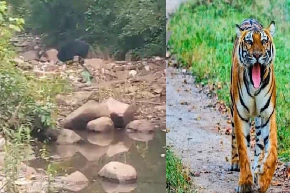 CG Tiger News: मॉर्निंग वॉक पर निकला टाइगर, फूली लोगों की सांसें, 8 गावों में अलर्ट जारी