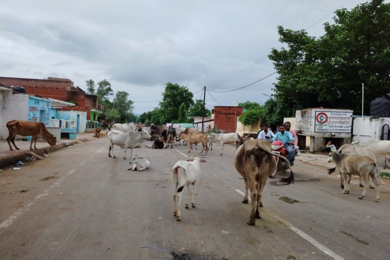 सडक़ों पर मवेशी