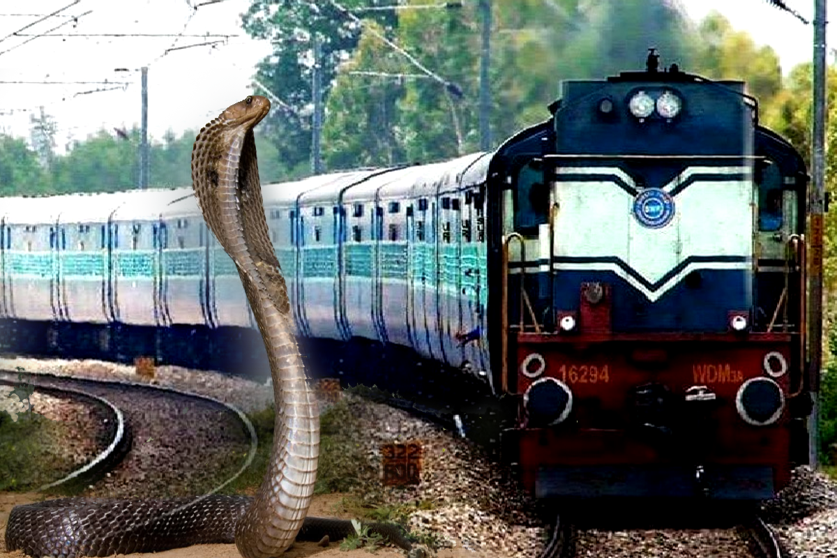 Snake Bite in Train