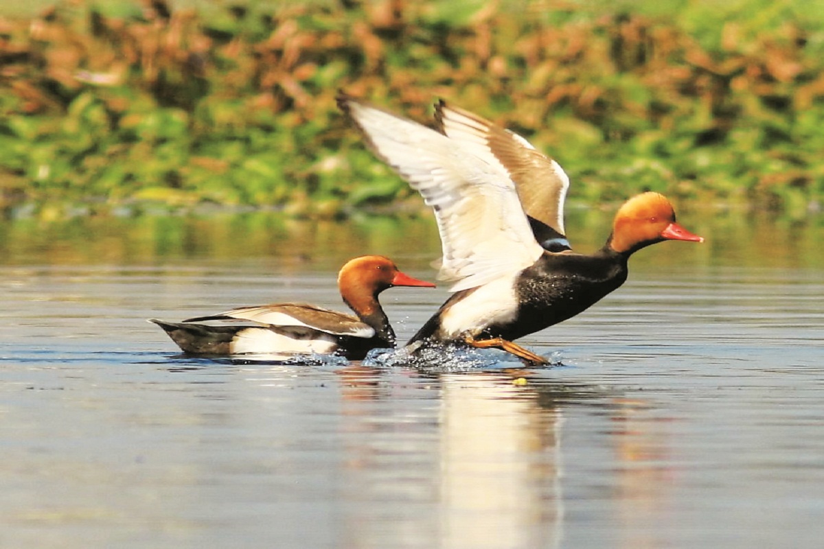 Siberian Birds in Bastar: विदेशी परिंदों की अठखेलियों से बस्तर की खूबसूरत फिजा
में लगे चार चांद