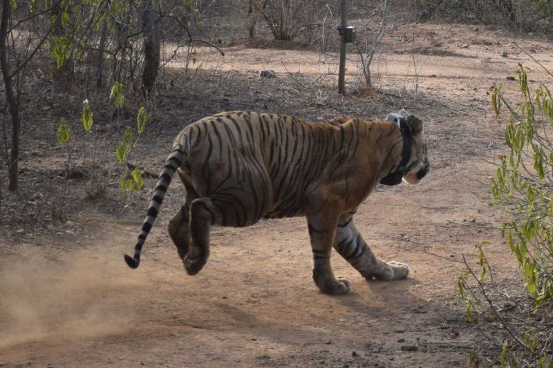 धौलपुर-करौली टाइगर रिजर्व परियोजना, उठे विरोध के स्वर Dholpur-Karauli Tiger Reserve Project, voices of protest raised