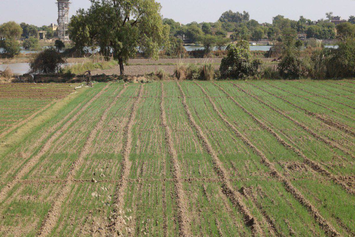 सर्दी और पाले से किसान फसल का इस तरह कर सकतें हैं बचाव Farmers can protect their crops from cold and frost in this way