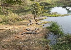 सिलीसेढ़ झील की ऊपरा के समीप मगरमच्छों के झुंड ने पानी से निकल धूप का किया सेवन - image