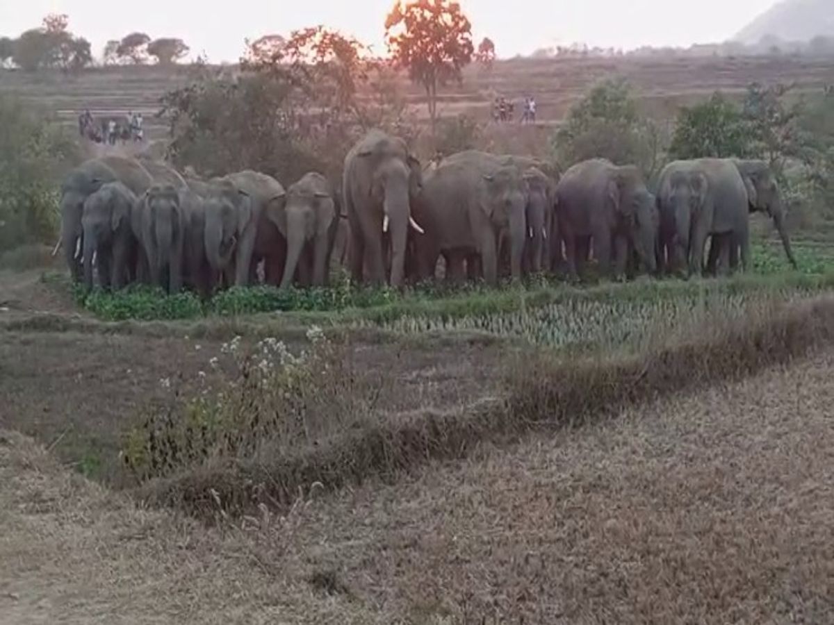 CG News: धान खरीदी केंद्र में हाथियों ने मचाया उत्पात, फिर गांव में घुसकर तोड़ा
घर, देखें तस्वीरें