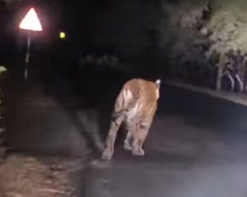 सीमावर्ती गांवों में टाइगर की दहशत