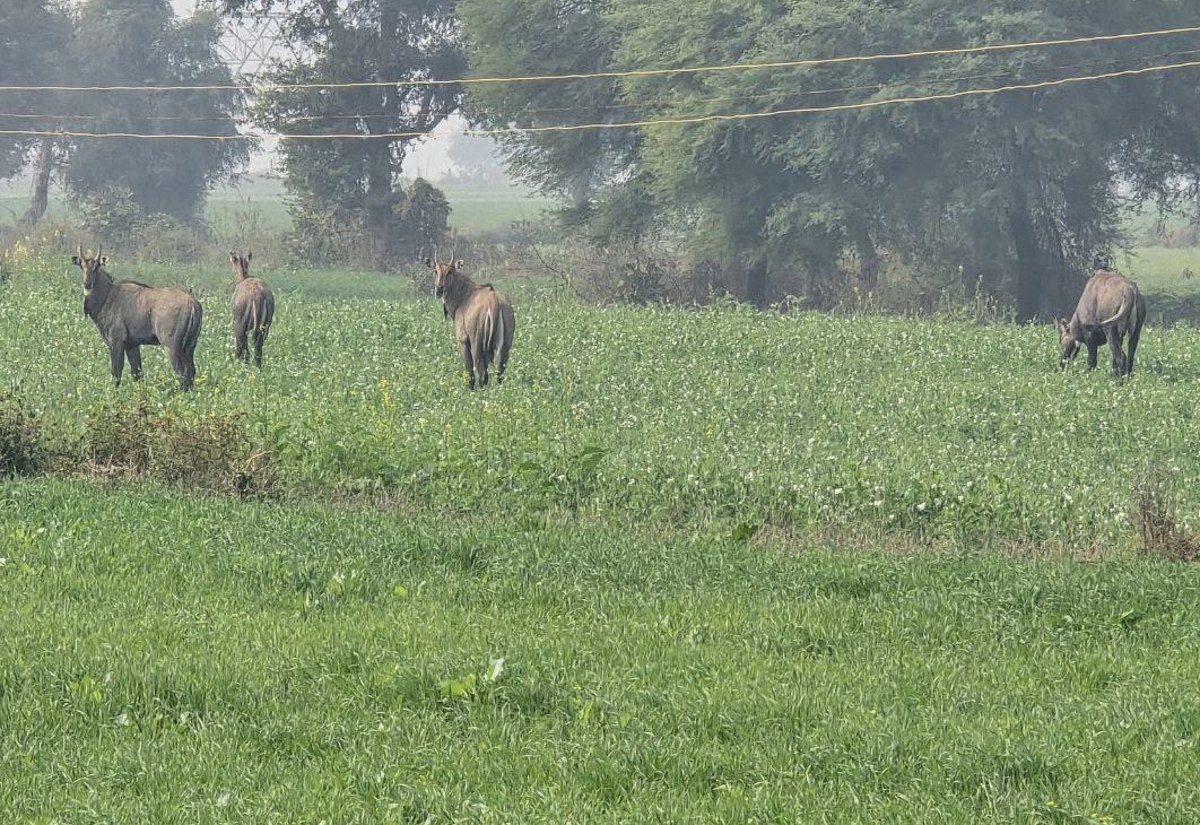 Video नीलगायों ने अब पहाड़ी क्षेत्रों को छोड़ मैदानी इलाकों का किया रुख