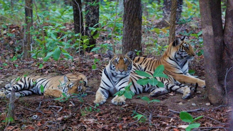 पेंच में शावकों के साथ बाघिन।