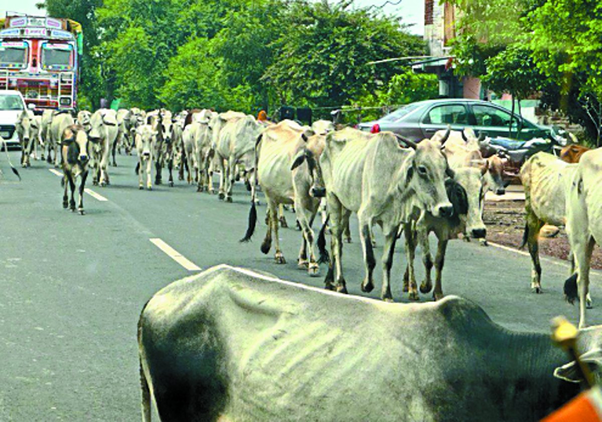 गोचर की भूमि को नहीं मिल रहा संरक्षण, अवैध कब्जे भी नहीं हटाए