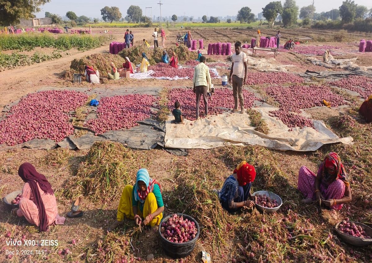 मुनाफा तो दूर की बात, प्याज की फसल से लागत मूल्य निकलना भी मुश्किल