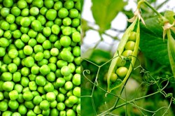 Vegetable Market: हरी मटर के दामों में उछाल,शादियों के बाद भी नहीं थम रही महंगाई
की मार - image