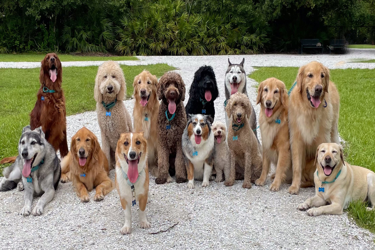 Lucknow Pet Dog License