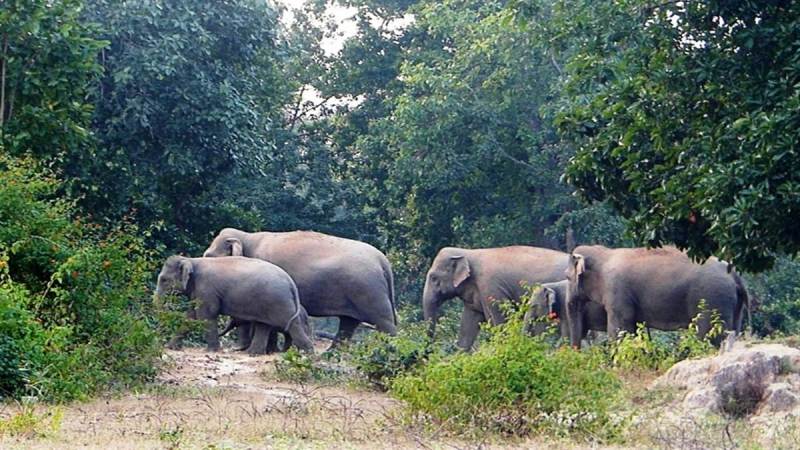 CG Elephant Attack: धान की रखवाली कर रही महिला को हाथी ने मार डाला, सरगुजा में दूसरी महिला घायल(photo-patrika)