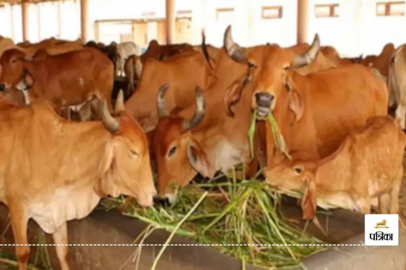 Rajasthan Cattle Keepers Advice Winter Season Animals Special Care Animal Husbandry Department issued Advisory