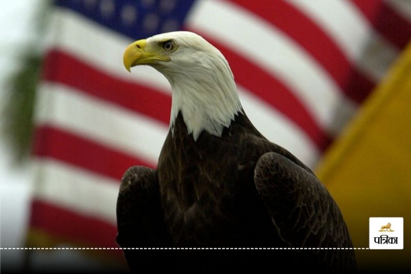 Bald Eagle became USA national bird After 242 years