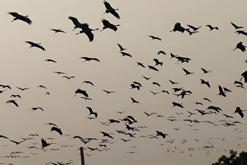 Bird flu virus in Rajasthan