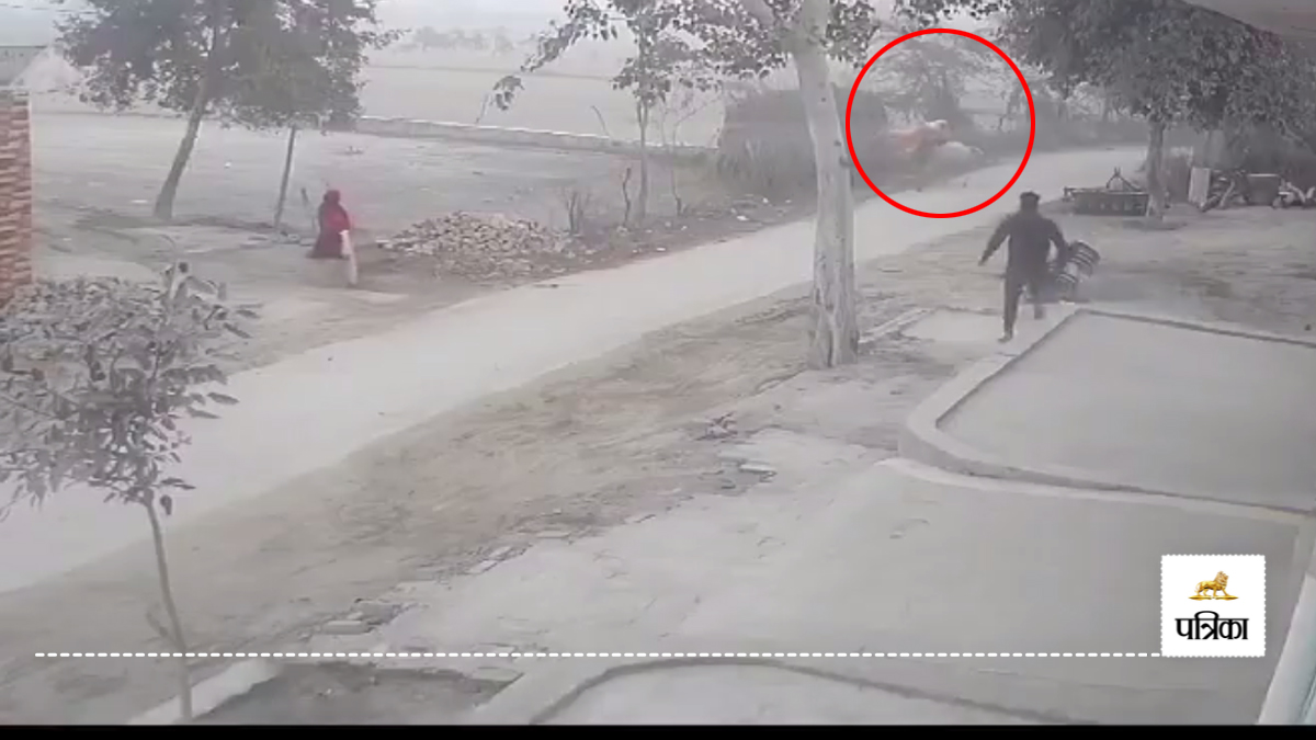 Bull attacks woman who was going to dump garbage in Amroha