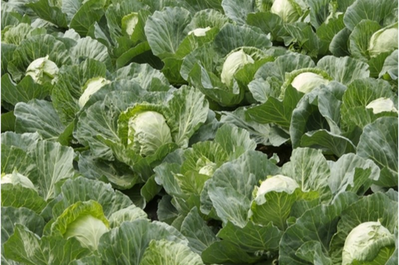 Cabbage crop