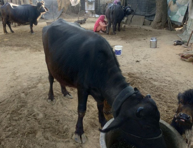 Mangala Animal Insurance Scheme