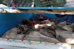 Cattle smuggling: पुलिस ने पिकअप का किया पीछा तो छोडक़र फरार हो गए तस्कर, तिरपाल
हटाया तो क्रूर तरीके से बंधे मिले 10 मवेशी - image