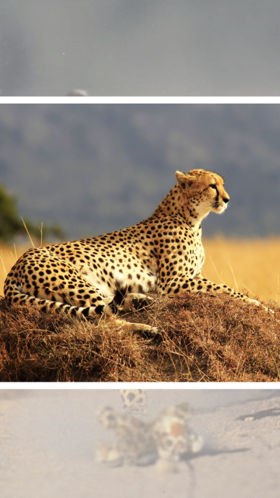 Short video poster image